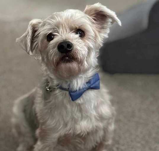 Photo of Teddy