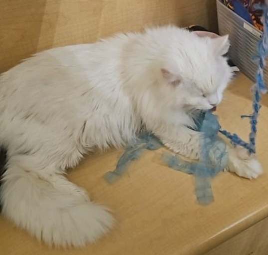 Photo of Mystic