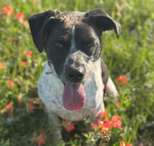 Photo of Pepper