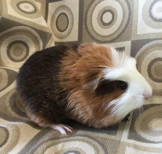 Photo of Catrion