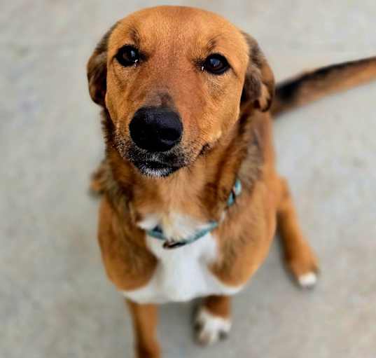 Photo of Lady