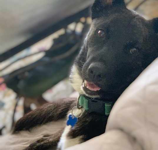 Photo of Cooper