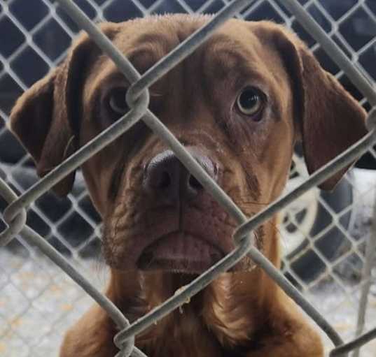 Photo of Razzie (in foster)