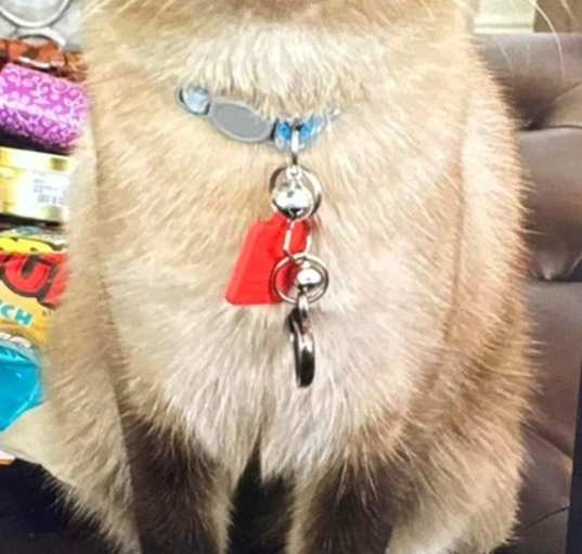 Photo of Coco (Declawed)
