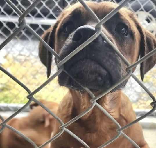 Photo of Ringo (in foster)