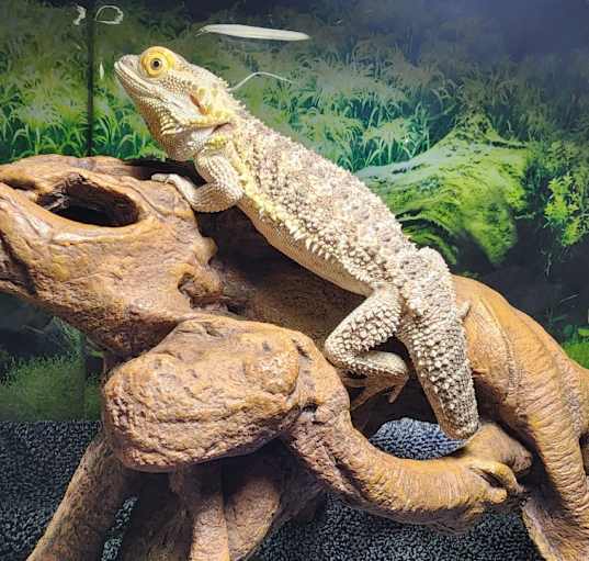 Photo of Dimitri