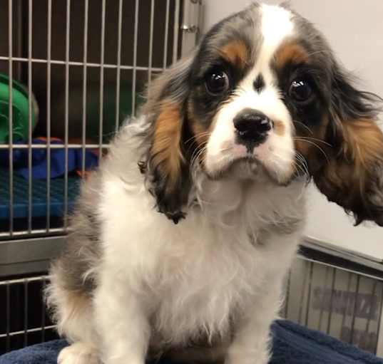Photo of Harvey