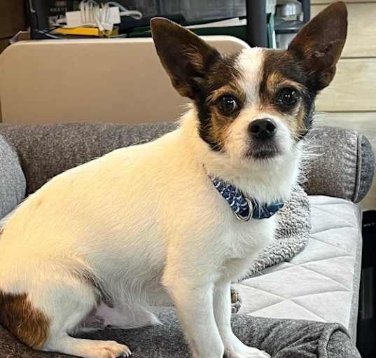 Photo of Potsie