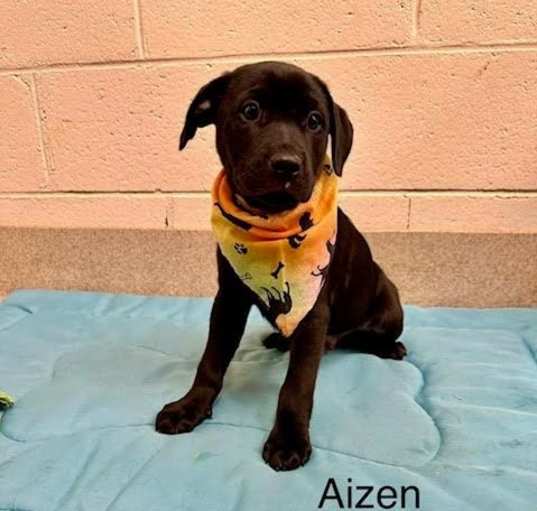 Photo of Aizen