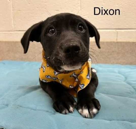 Photo of Dixon
