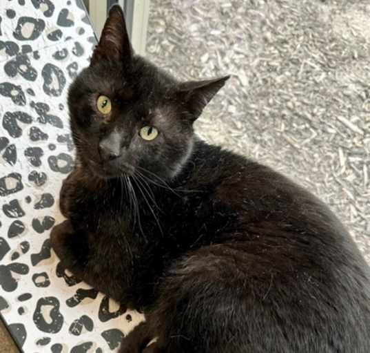 Photo of Grape (Cat Cafe)