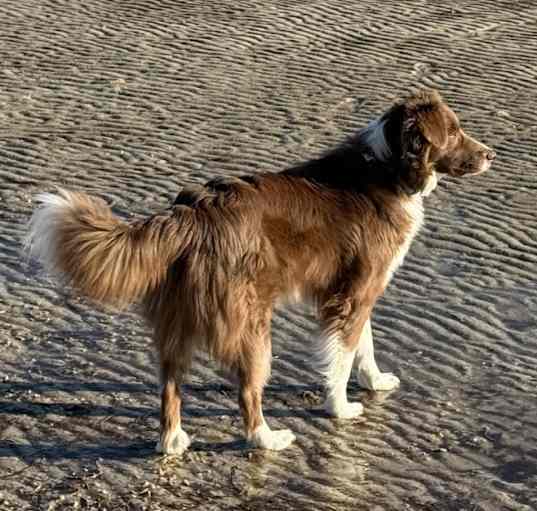 Photo of Otto