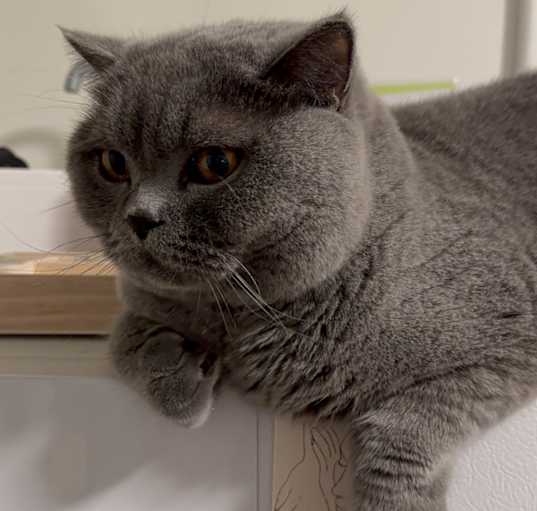 Photo of Sureyya