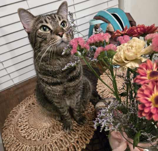 Photo of Rajah