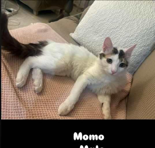 Photo of Momo