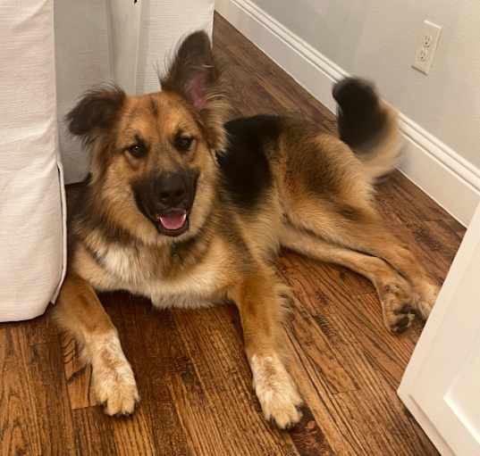 Photo of Ranger