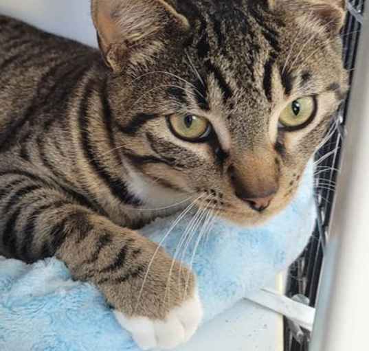 Photo of Baxter