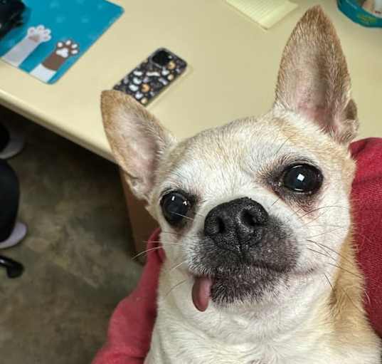 Photo of Bronco
