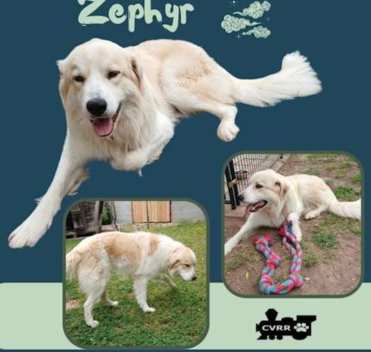 Photo of Zephyr