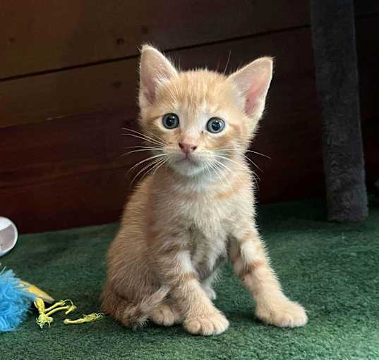 Photo of Biscotti