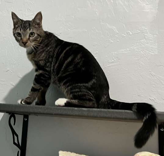 Photo of Waffles