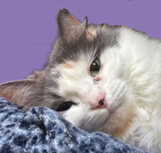 Photo of Harlow