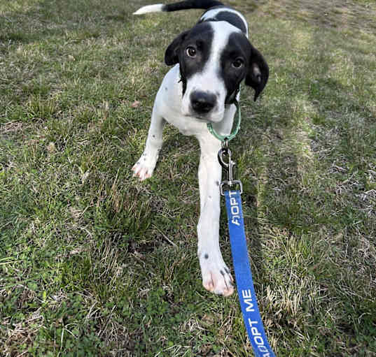 Photo of Brutus ~ meet me!