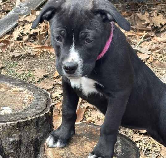 Photo of Luna