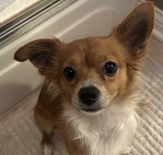 Photo of Chico