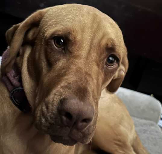 Photo of Cocoa
