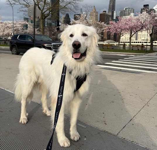 Photo of Clover