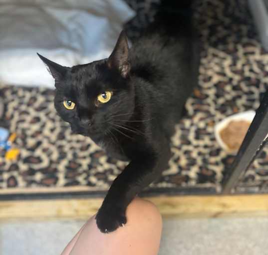 Photo of Luna