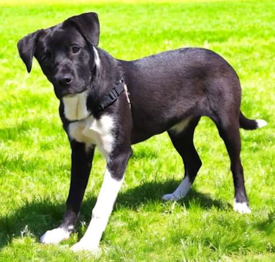 Photo of PUPPY IZZY GIRL