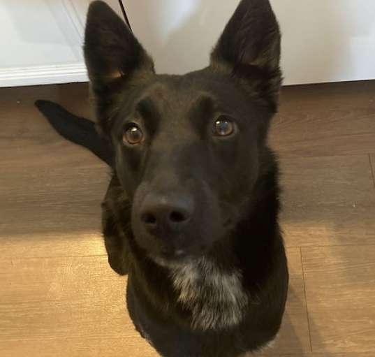 Photo of Zelda