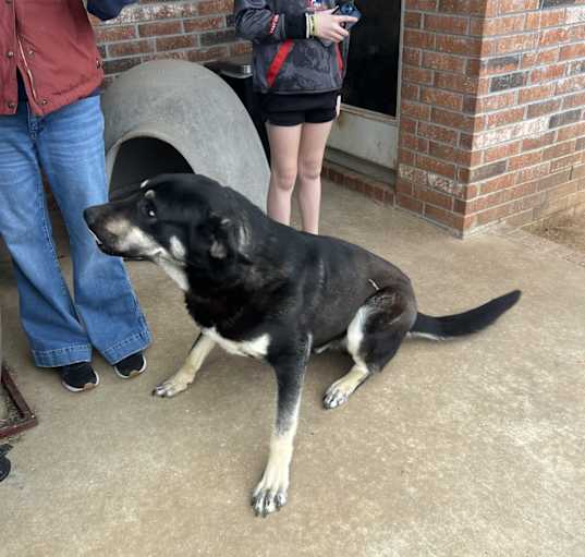 Photo of Sarge