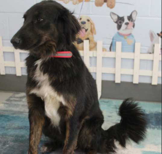 Photo of SMILING Clara NEEDS HELP!