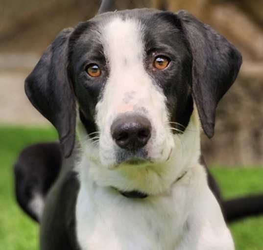 Photo of Oreo