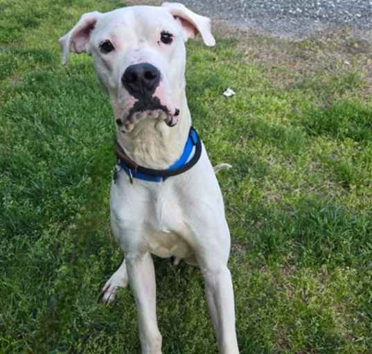 Photo of Pongo
