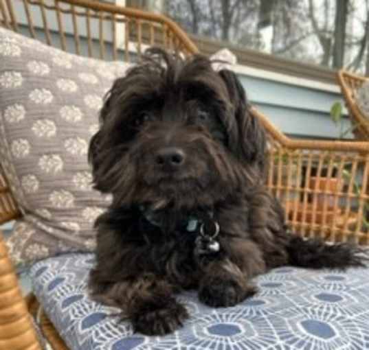 Photo of Amaretto