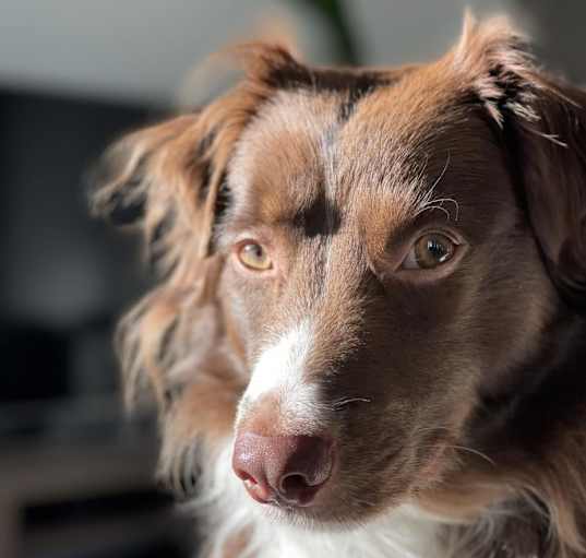 Photo of Alfie