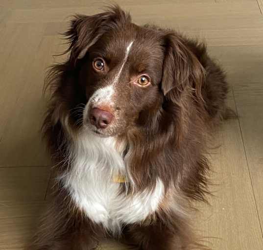 Photo of Alfie
