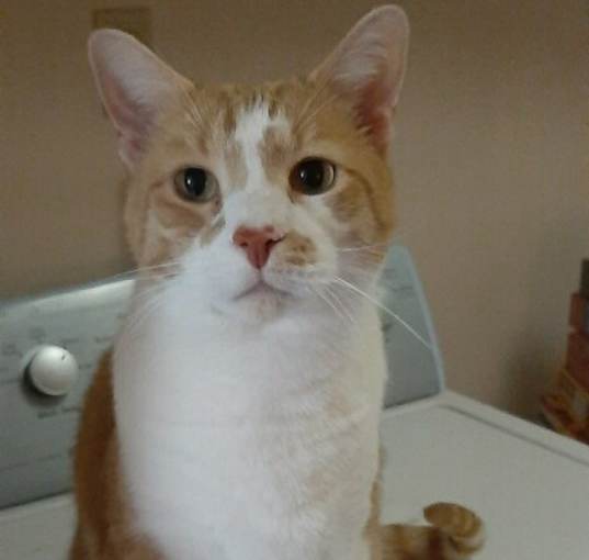 Photo of Tiger