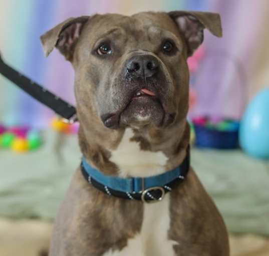 Photo of Benson