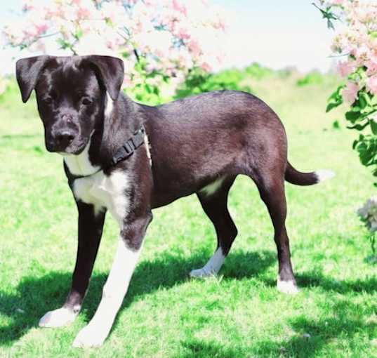 Photo of PUPPY IZZY GIRL