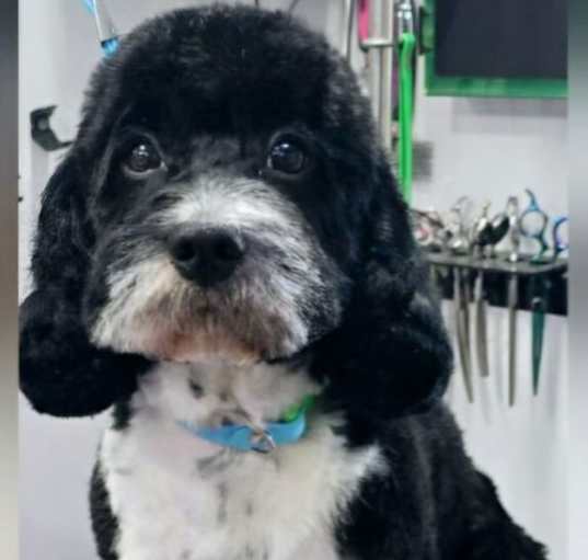 Photo of ARTIE
