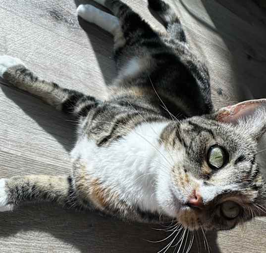 Photo of Tofu