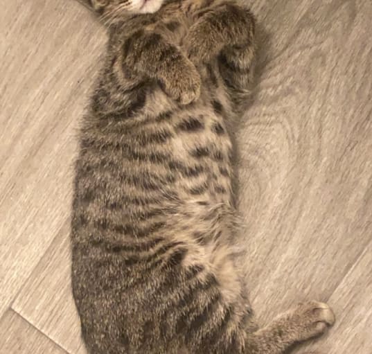 Photo of Nova