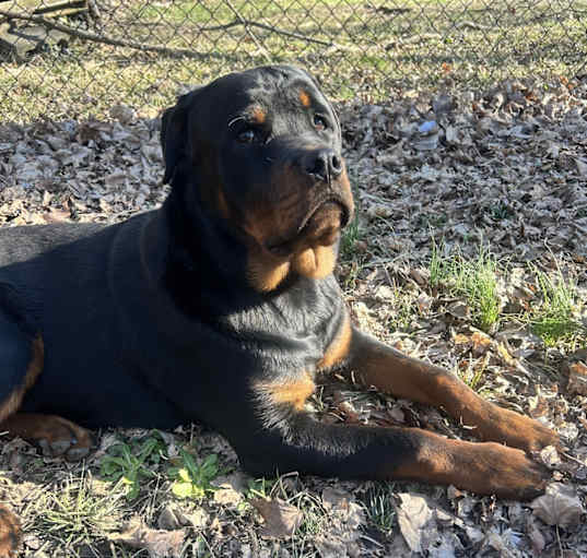 Photo of Frankie