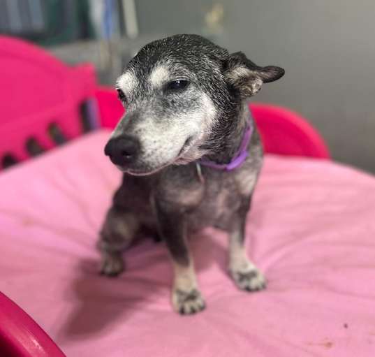 Photo of Susie