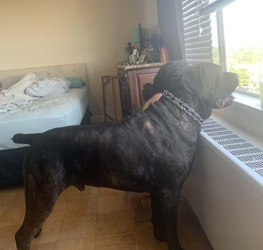 Photo of Archie